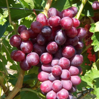 Виноград Дунав Виноград Дунав фото