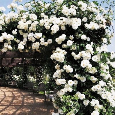 Роза Хэлла Роза Хэлла фото