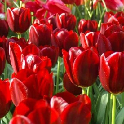 Тюльпан Нэшнл Вельвет Тюльпан Нэшнл Вельвет фото