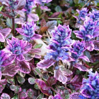 Живучка ползучая Бургунди Глоу Живучка ползучая Бургунди Глоу - Dolina-Sad.Ru