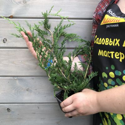 Можжевельник Джейд Ривер горизонтальный Джейд Ривер 1 Можжевельник Джейд Ривер горизонтальный Джейд Ривер 1 фото