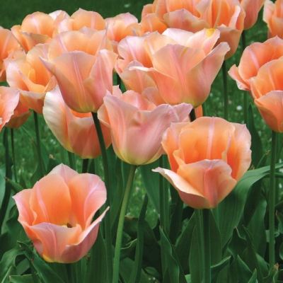 Тюльпан Априкот Бьюти Тюльпан Априкот Бьюти фото