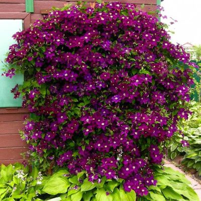 Клематис Варшавска Никэ Клематис Варшавска Никэ фото