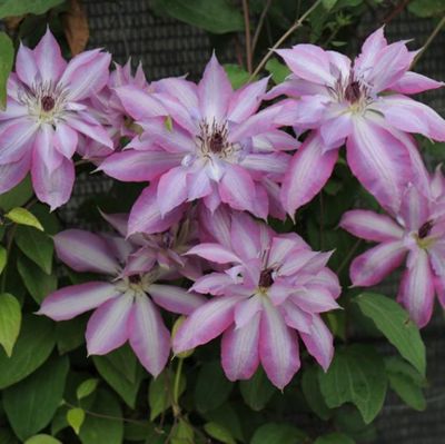 Клематис Серафина Клематис Серафина фото