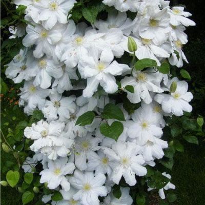 Клематис Токи Клематис Токи фото