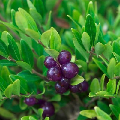 Жимолость шапочная Жимолость шапочная - Dolina-Sad.Ru