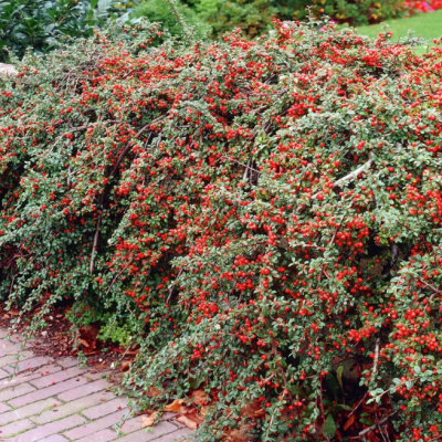 Кизильник иволистный Симпатия Кизильник иволистный Симпатия фото