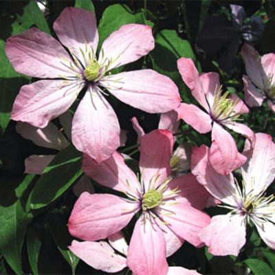 Клематис Ай-Нор Клематис Ай-Нор - Dolina-Sad.Ru