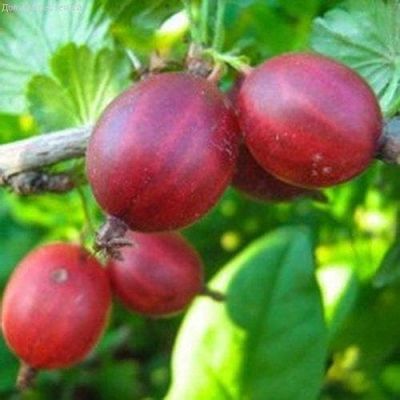 Крыжовник Садко фото