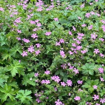 Герань оксфордская Каридж Друс - Dolina-Sad.Ru