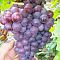 Виноград Мускат Вира Виноград Мускат Вира - Dolina-Sad.Ru
