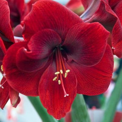 Амариллис Магнум - Dolina-Sad.Ru