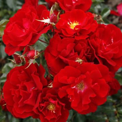 Роза Ред Фаер Роза Ред Фаер фото