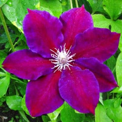 Клематис Юлька Клематис Юлька фото