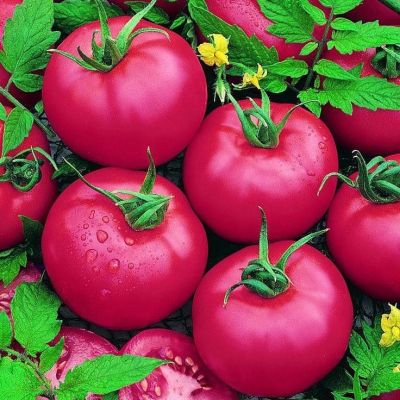 Томат Малиновый звон Томат Малиновый звон фото