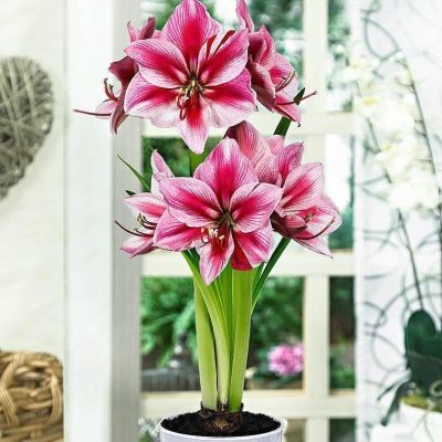 Амариллис Гервазе фото