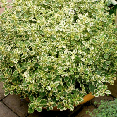 Майоран обыкновенный Кантри Крим фото