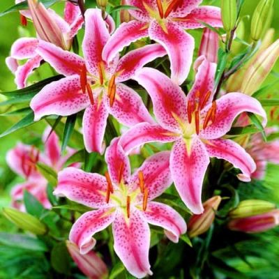 Лилия Меро Стар Лилия Меро Стар фото