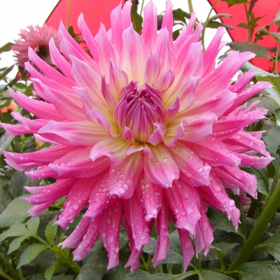 Георгина Хай Энид Георгина Хай Энид фото