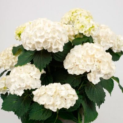 Гортензия крупнолистная Хай Кристал Пэлас Гортензия крупнолистная Хай Кристал Пэлас - Dolina-Sad.Ru