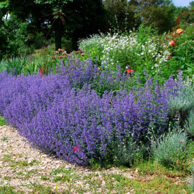 Котовник Фассена фото