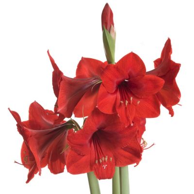 Амариллис Олаф - Dolina-Sad.Ru