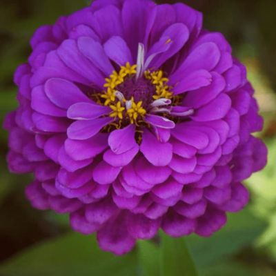 Цинния георгиноцветковая Фиолетовая королева Цинния георгиноцветковая Фиолетовая королева фото