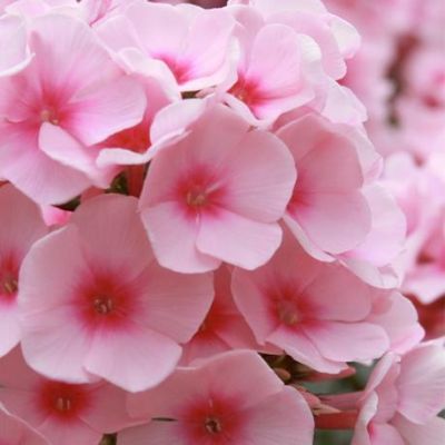 Флокс Пинк фото