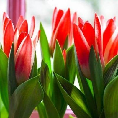 Тюльпан Пиноккио Тюльпан Пиноккио фото