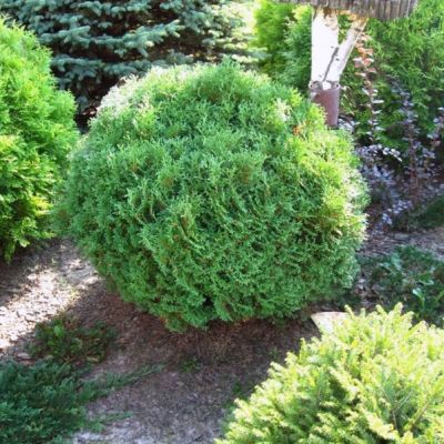 Туя западная Хосери Туя западная Хосери фото