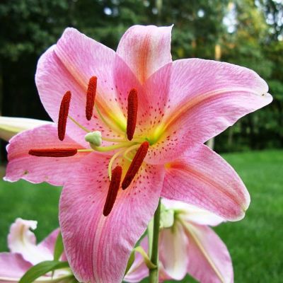 Лилия Пинк Секрет Лилия Пинк Секрет фото