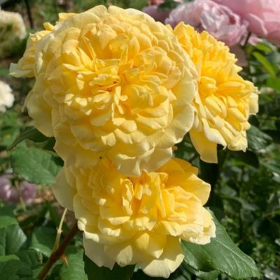 Роза Жоэль Маруани Роза Жоэль Маруани - Dolina-Sad.Ru