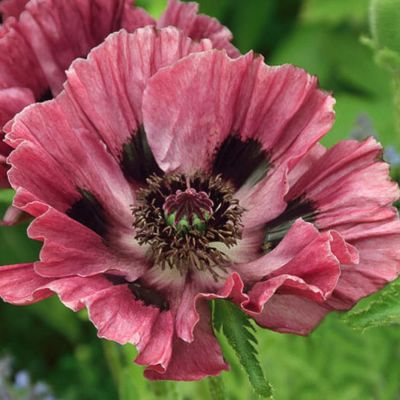 Папавер Манхэттен - Dolina-Sad.Ru