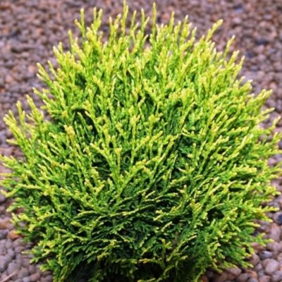 Туя западная Вотерфилд, С2 Туя западная Вотерфилд, С2 - Dolina-Sad.Ru