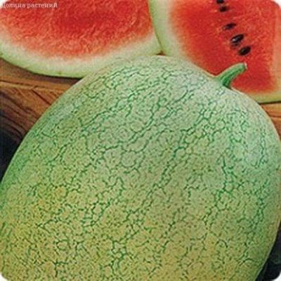 Арбуз Атаманский Арбуз Атаманский фото