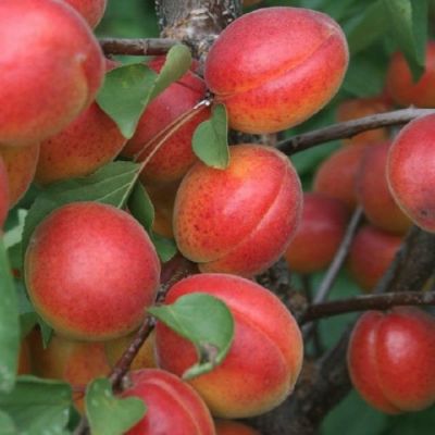 Абрикос Северное Сияние Абрикос Северное Сияние - Dolina-Sad.Ru