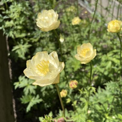 Купальница Чеддар Купальница Чеддар - Dolina-Sad.Ru