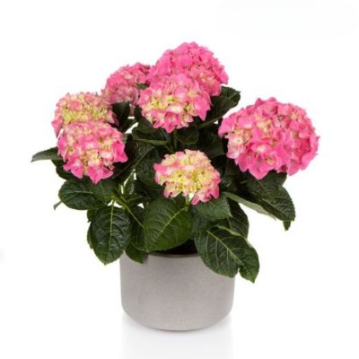 Гортензия крупнолистная Хай Хейло Гортензия крупнолистная Хай Хейло - Dolina-Sad.Ru