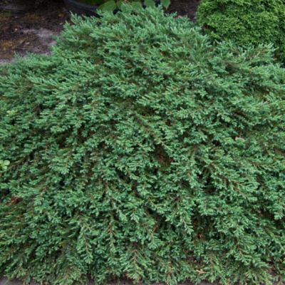 Можжевельник Гринмантл Можжевельник Гринмантл фото