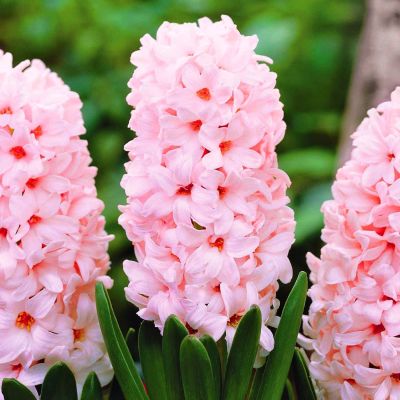 Гиацинт Чайна Пинк Гиацинт Чайна Пинк фото