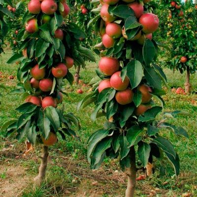 Яблоня колоновидная Арбат/Осенняя Яблоня колоновидная Арбат/Осенняя - Dolina-Sad.Ru