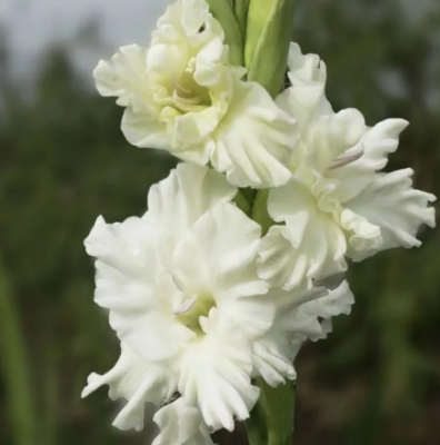 Гладиолус Сноуи Раффл Гладиолус Сноуи Раффл фото