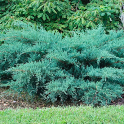 Можжевельник средний Пфитцериана Глаука Можжевельник средний Пфитцериана Глаука фото