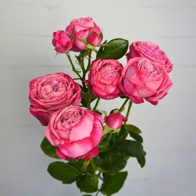 Роза Артезия - Dolina-Sad.Ru