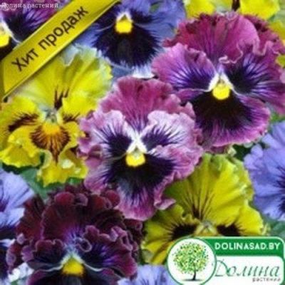 Анютины Глазки Рококо Микс Анютины Глазки Рококо Микс фото