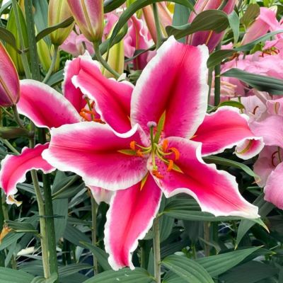 Лилия Эль Капитан Лилия Эль Капитан - Dolina-Sad.Ru