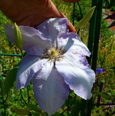 Клематис Лех Валенса, С2 Клематис Лех Валенса, С2 фото