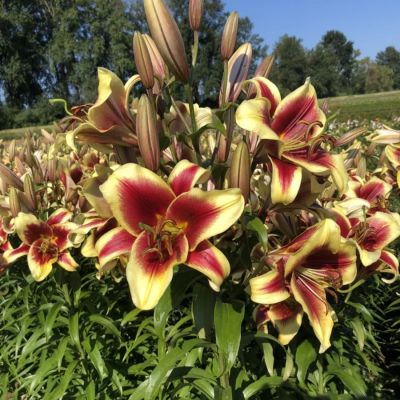 Лилия Флавия Лилия Флавия - Dolina-Sad.Ru