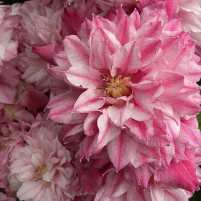 Клематис Патришиа Анн Фретвелл Клематис Патришиа Анн Фретвелл фото