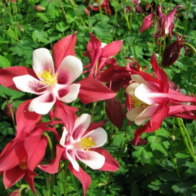 Аквилегия Кримсон Стар Аквилегия Кримсон Стар - Dolina-Sad.Ru